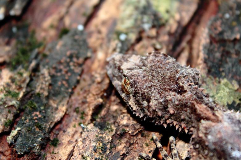 Free stock image of Gecko on Tree created by Joses Tirtabudi