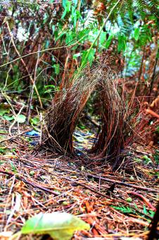Bowerbird's Bower - Free Stock Photo