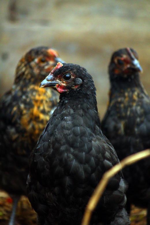 Free stock image of Us Three Chickens created by Joses Tirtabudi