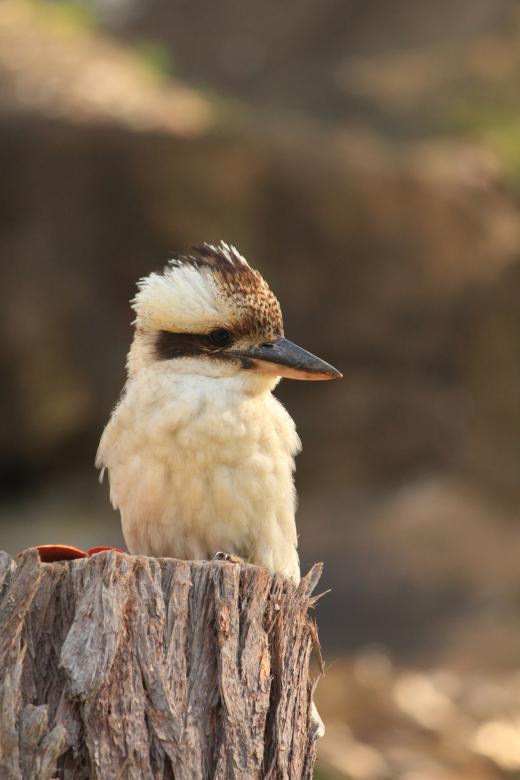 Free stock image of Kookaburra created by Joses Tirtabudi