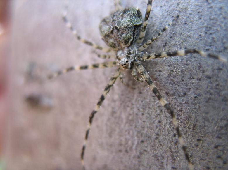 Free stock image of Two-tailed Spider created by Joses Tirtabudi