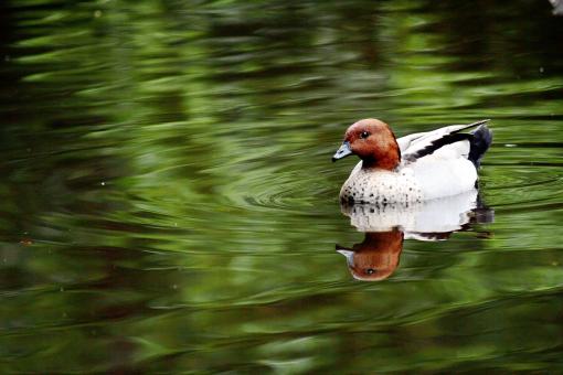 Duck on Pond - Free Stock Photo