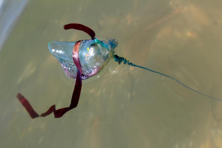 Free stock image of Man of War created by Joses Tirtabudi