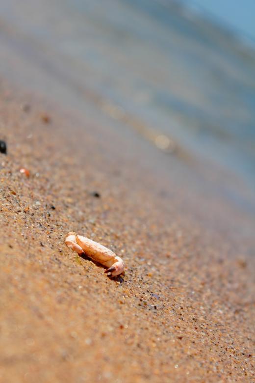 Free stock image of Crab on beach created by Joses Tirtabudi