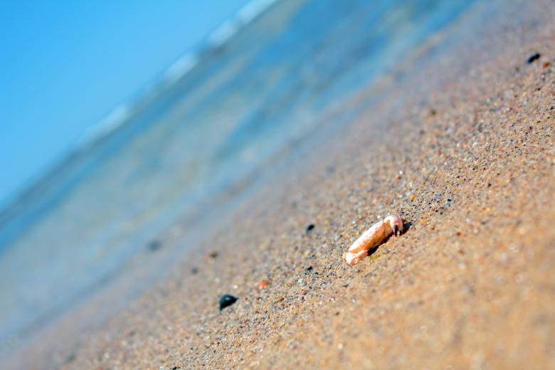 Free stock image of Crab on beach created by Joses Tirtabudi