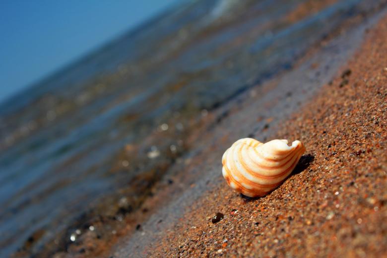 Free stock image of Shell on the beach created by Joses Tirtabudi