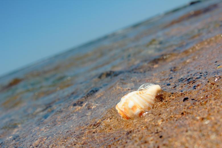 Free stock image of Shell on the beach created by Joses Tirtabudi