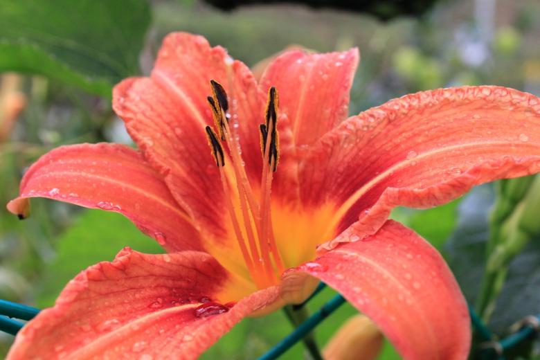 Free stock image of Red Flower created by A Joseph 