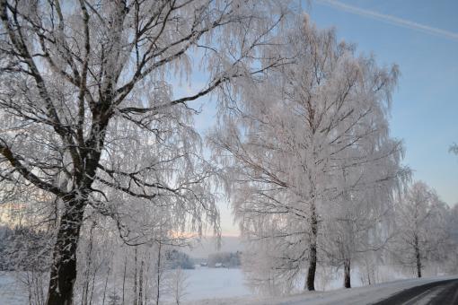 Free Stock Photo of Just snowy trees beside the road