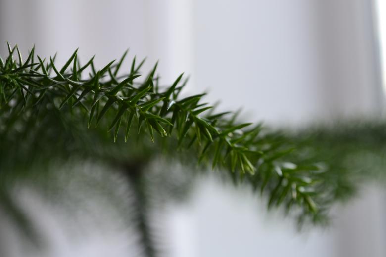Free stock image of Home plant  created by Janis Urtans