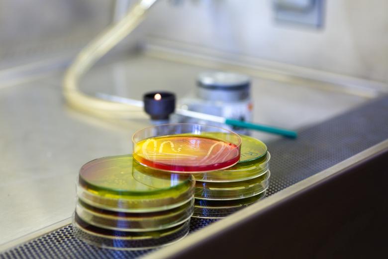 Free stock image of Microbiology created by Geoffrey Whiteway