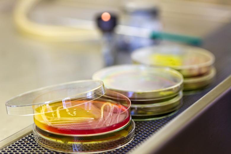 Free stock image of Microbiology created by Geoffrey Whiteway