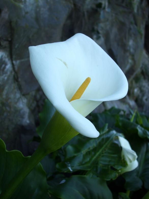 Free stock image of White Lily created by Crystal Kordalchuk