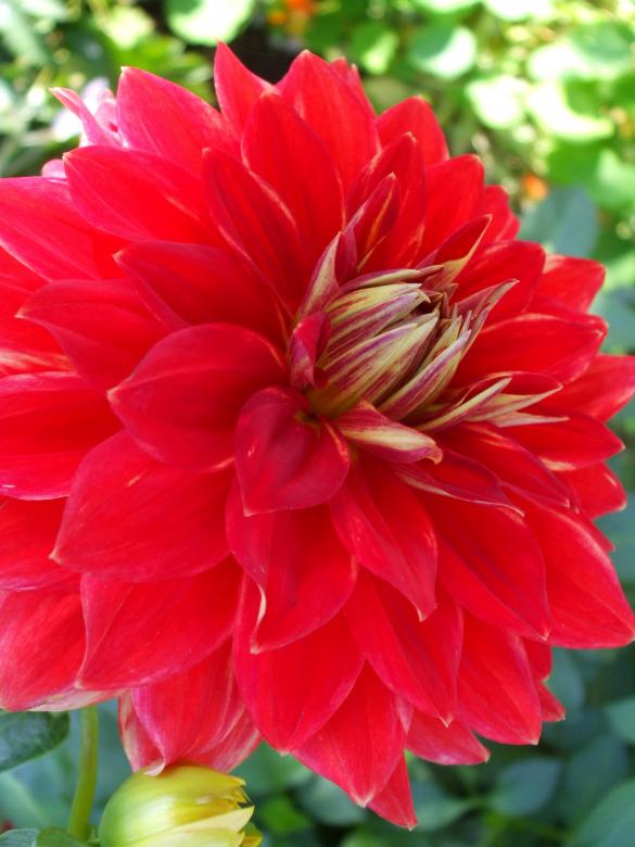 Free stock image of Bright Red Flower created by Crystal Kordalchuk