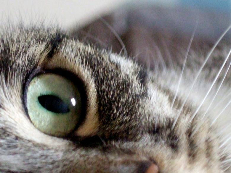 Free stock image of Maxx Cat created by Crystal Kordalchuk