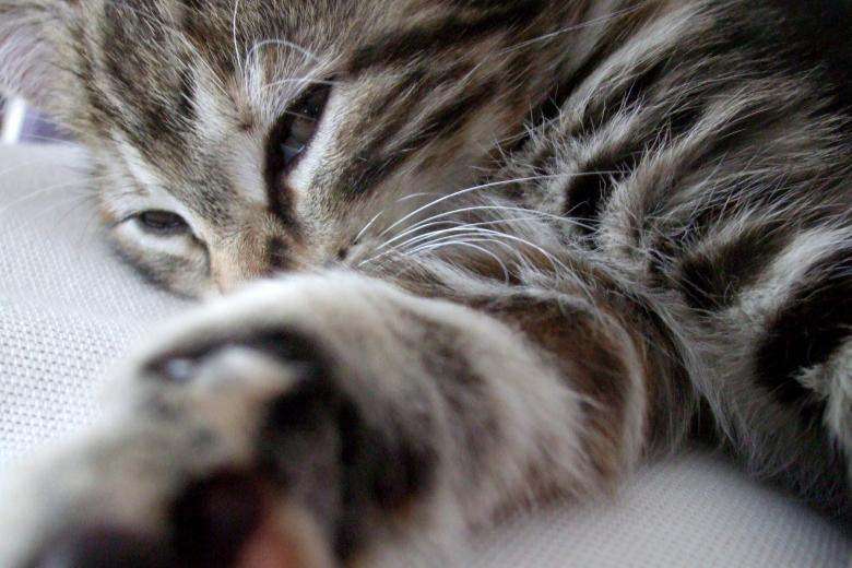 Free stock image of Napping Kitten created by Crystal Kordalchuk