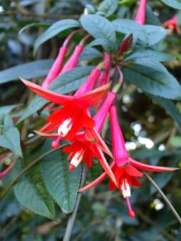 Red Flower - Free Stock Photo