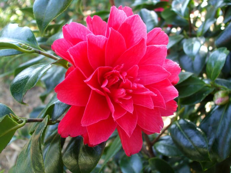 Free stock image of Full Bloomed created by Crystal Kordalchuk