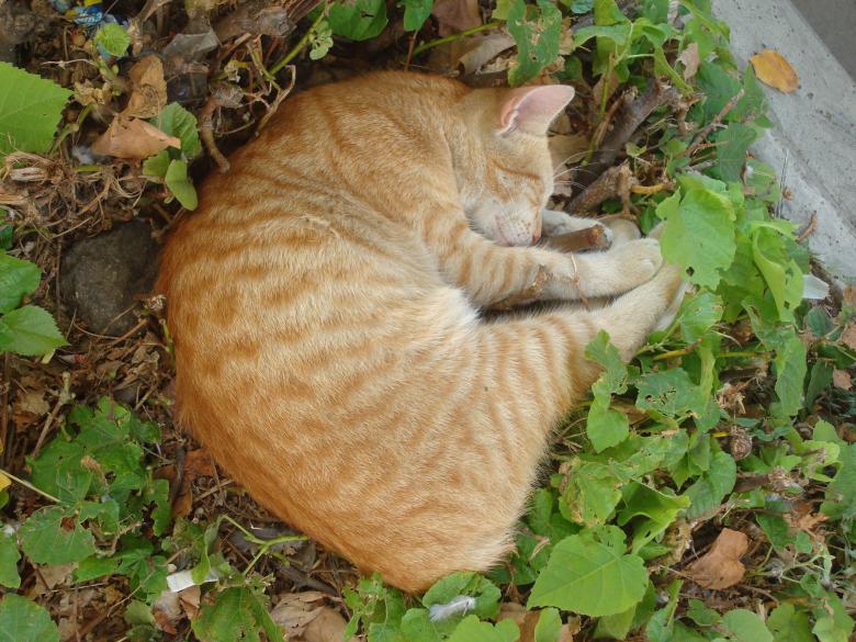 Free stock image of Sleeping cat created by Boris Kyurkchiev