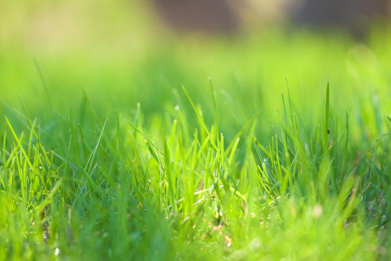 Free stock image of Grass Background created by 2happy
