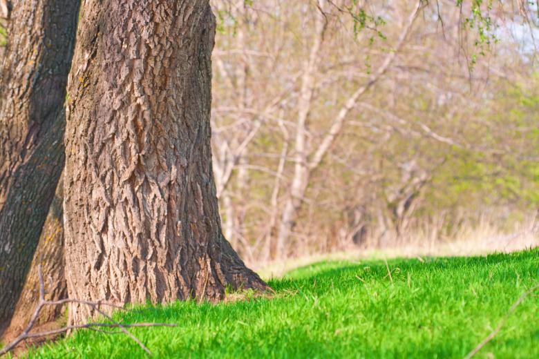 Free stock image of grass and tree created by 2happy