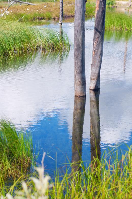 Free stock image of tree reflected in water created by 2happy