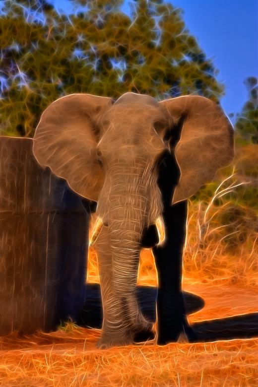Free stock image of Safari Elephant Abstract created by Nicolas Raymond
