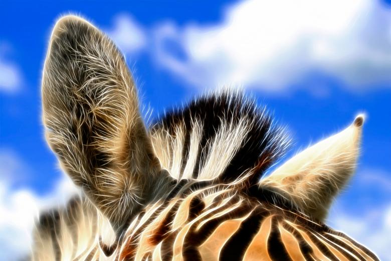 Free stock image of Zebra Ears Abstract created by Nicolas Raymond