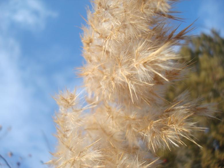 Free stock image of Autumn plants created by Boris Kyurkchiev