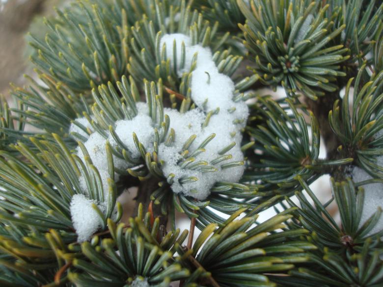 Free stock image of Snow on fir branches created by Boris Kyurkchiev