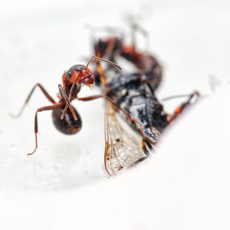Free stock image of Ant created by 2happy