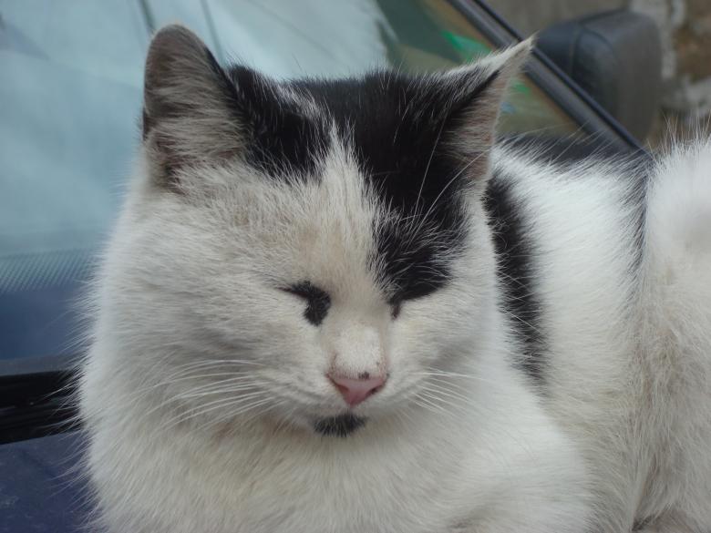 Free stock image of Sleeping cat created by Boris Kyurkchiev