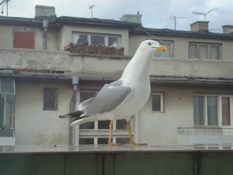 Free stock image of Seagull created by Boris Kyurkchiev