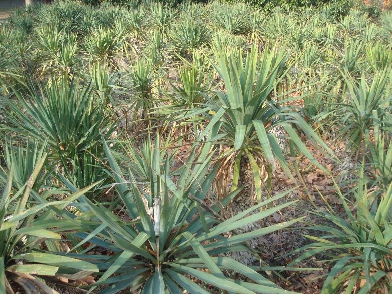 Free stock image of Palms garden created by Boris Kyurkchiev