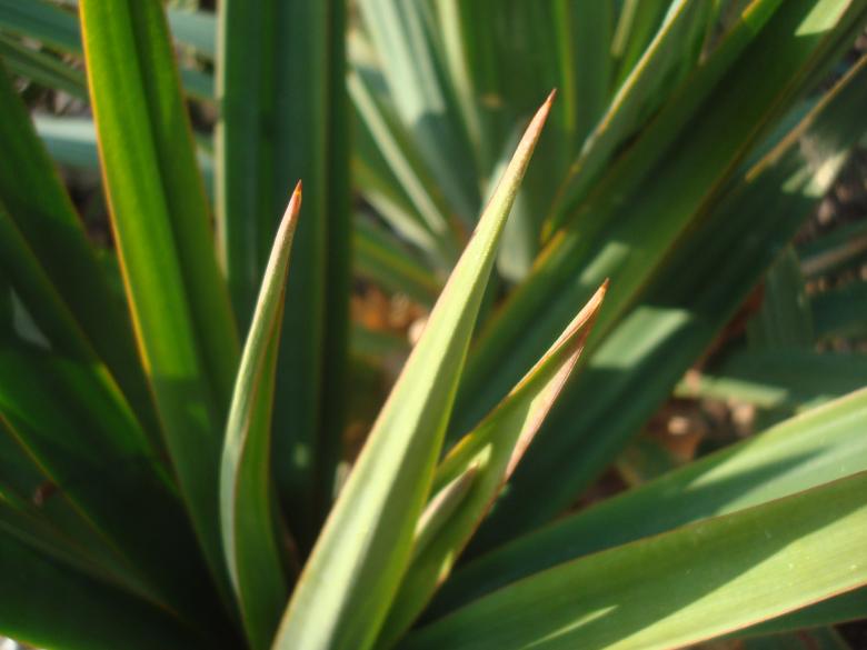 Free stock image of Palm leafs created by Boris Kyurkchiev