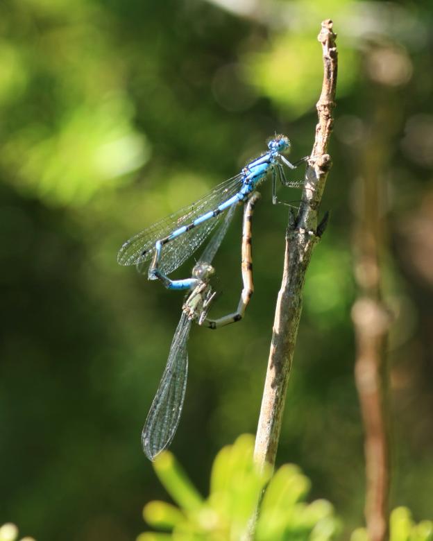 Free stock image of Blue Damselfly created by Geoffrey Whiteway
