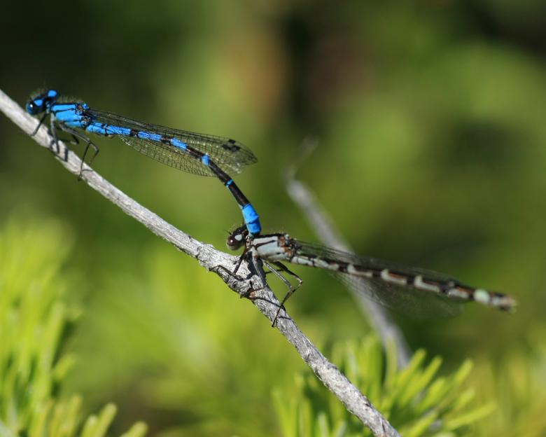 Free stock image of Blue Damselfly created by Geoffrey Whiteway
