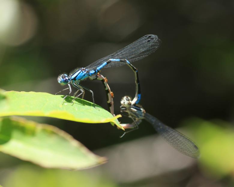 Free stock image of Blue Damselfly created by Geoffrey Whiteway