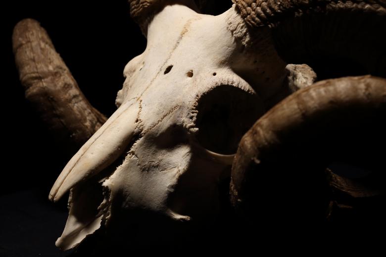 Free stock image of Ram Skull and Horns created by Bjorgvin