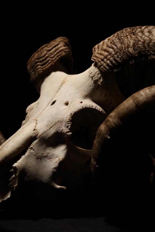 Free stock image of Ram Cranium created by Bjorgvin