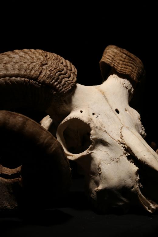 Free stock image of Sheep Skull created by Bjorgvin