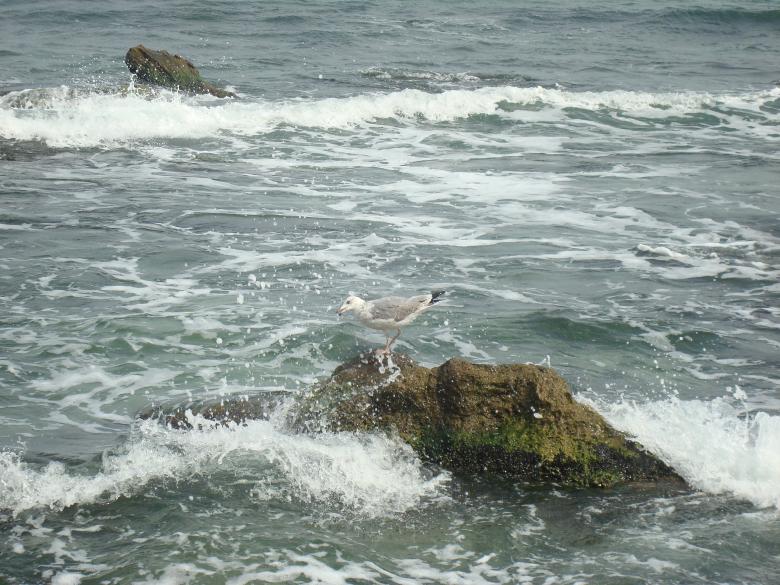 Free stock image of Seagull on a rock created by Boris Kyurkchiev