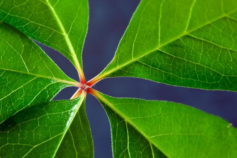 Free stock image of Virginia Creeper Macro created by Nicolas Raymond