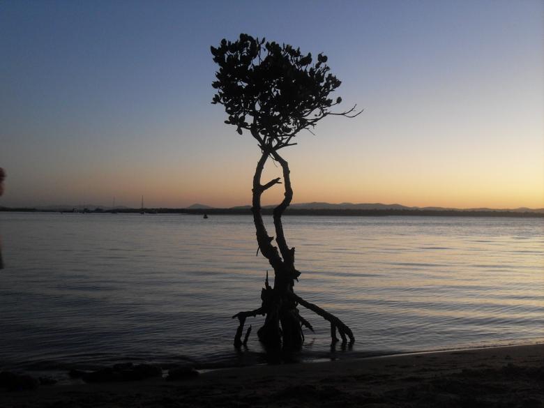 Free stock image of Sunset Tree created by Nicholas Spaggiari