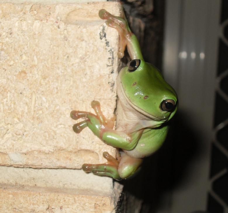 Free stock image of Green Frog created by Nicholas Spaggiari