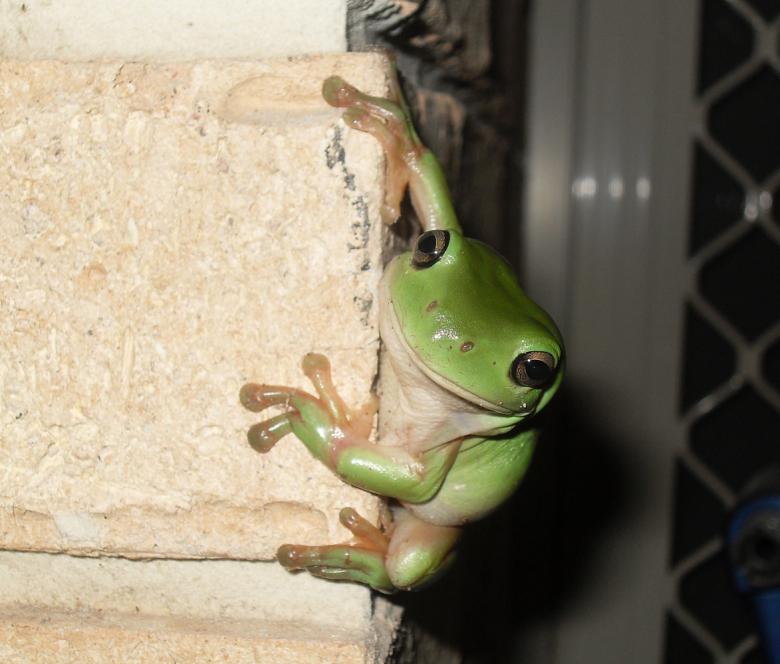 Free stock image of Green Frog created by Nicholas Spaggiari