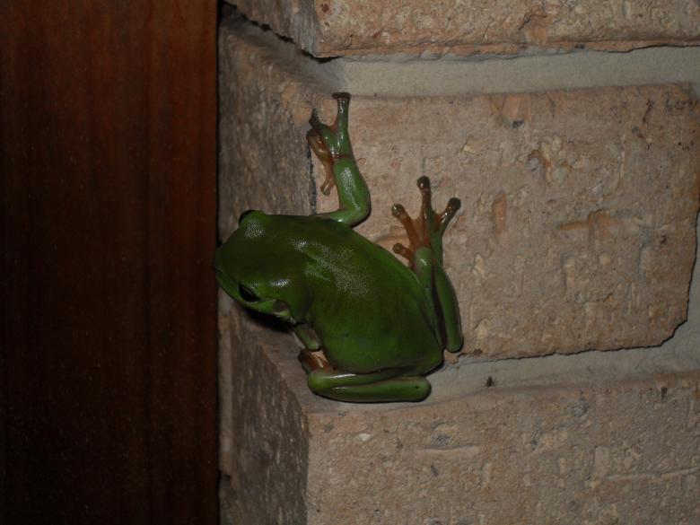 Free stock image of Green Frog created by Nicholas Spaggiari