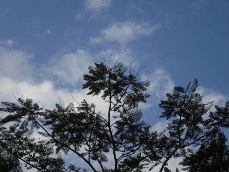 Blue Sky &amp; Tree