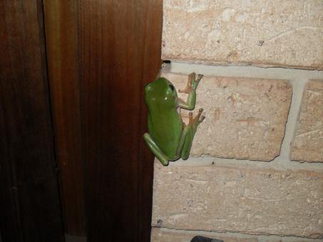 Green Frog  - Free Stock Photo