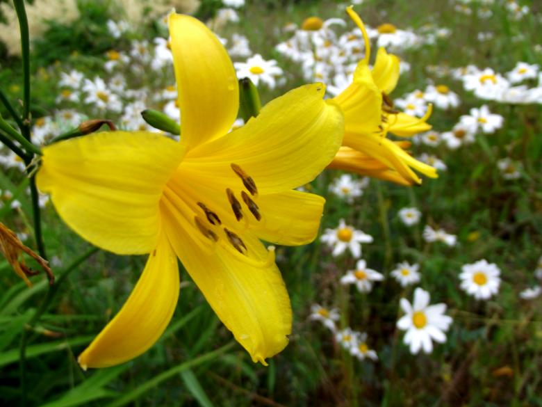 Free stock image of Yellow lilly created by Janis Urtans